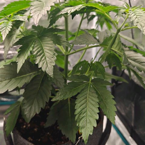 Pink Rozay Automatic growlog timeline photo