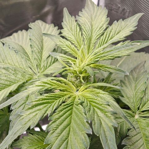 Pink Rozay Automatic growlog timeline photo