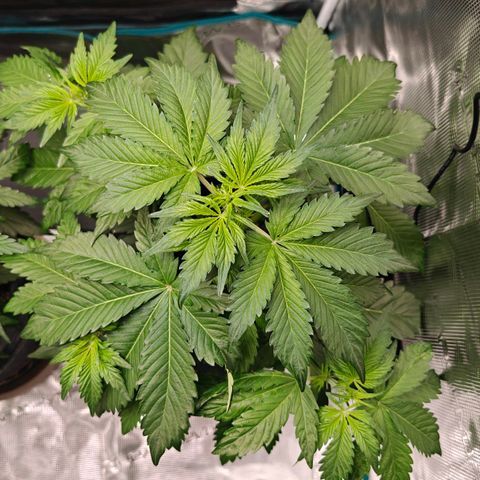 Pink Rozay Automatic growlog timeline photo