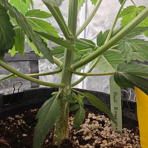 Pink Rozay Automatic growlog timeline photo
