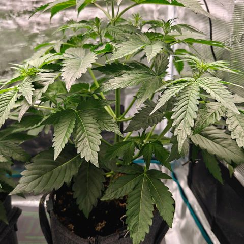 Pink Rozay Automatic growlog timeline photo
