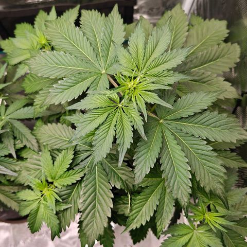 Pink Rozay Automatic growlog timeline photo