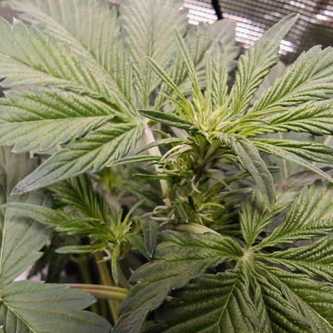 Pink Rozay Automatic growlog timeline photo