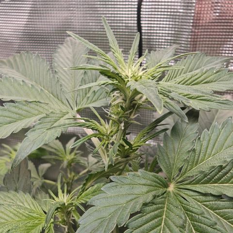 Pink Rozay Automatic growlog timeline photo