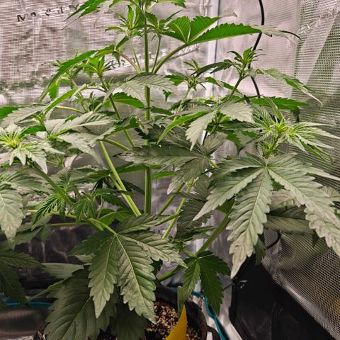 Pink Rozay Automatic growlog timeline photo