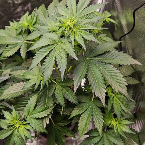Pink Rozay Automatic growlog timeline photo
