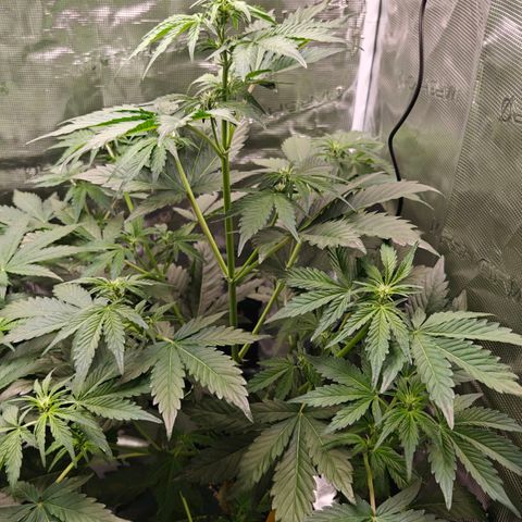 Pink Rozay Automatic growlog timeline photo