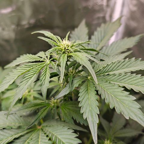 Pink Rozay Automatic growlog timeline photo