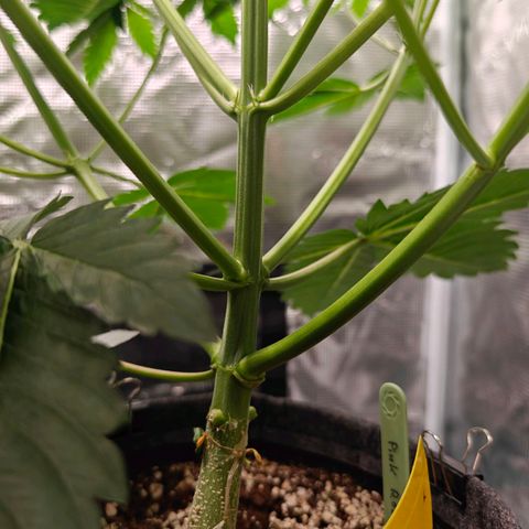 Pink Rozay Automatic growlog timeline photo
