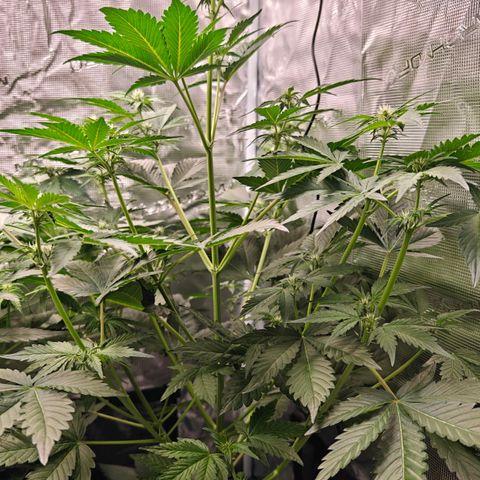 Pink Rozay Automatic growlog timeline photo