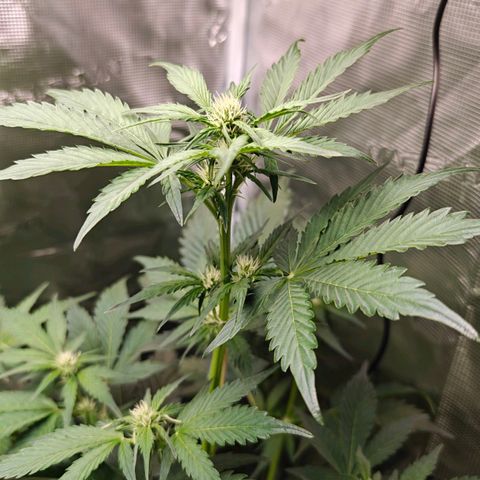 Pink Rozay Automatic growlog timeline photo