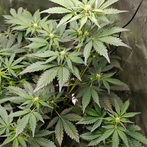 Pink Rozay Automatic growlog timeline photo