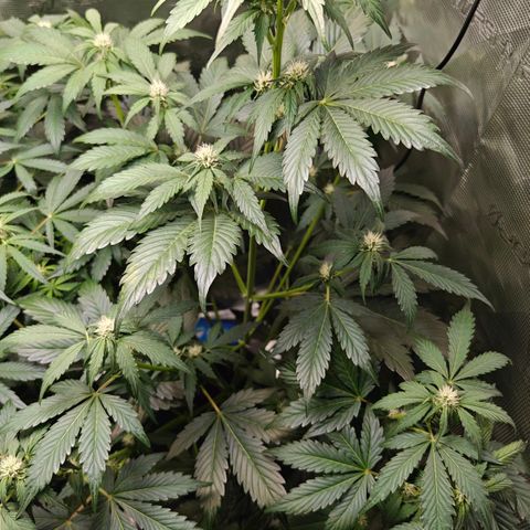 Pink Rozay Automatic growlog timeline photo