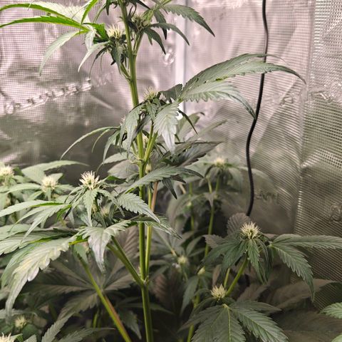 Pink Rozay Automatic growlog timeline photo
