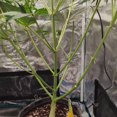 Pink Rozay Automatic growlog timeline photo