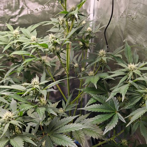 Pink Rozay Automatic growlog timeline photo