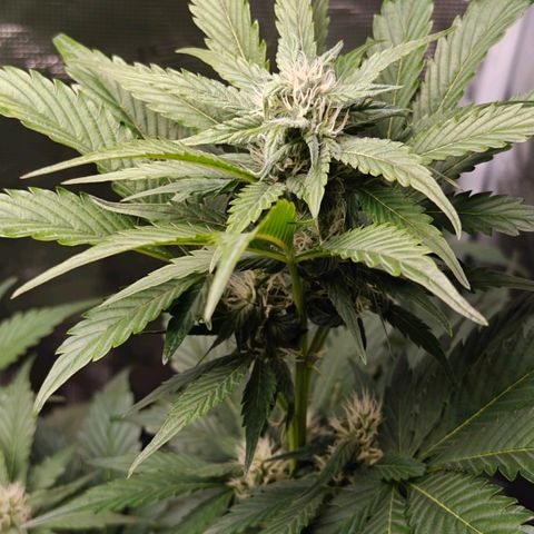 Pink Rozay Automatic growlog timeline photo