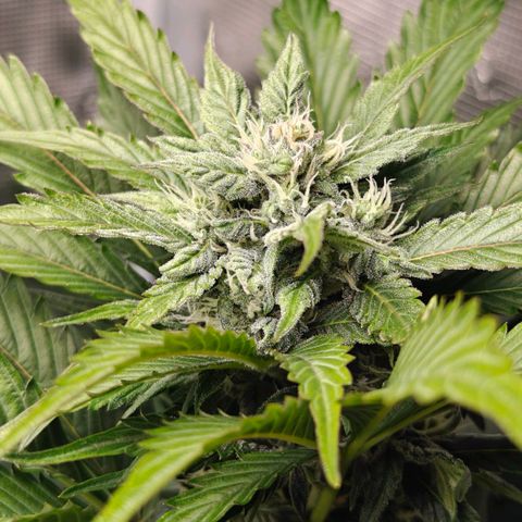 Pink Rozay Automatic growlog timeline photo