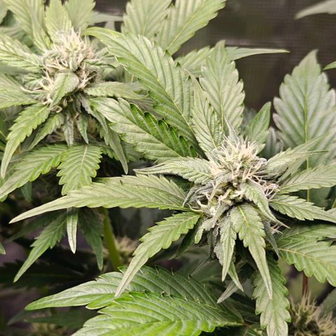 Pink Rozay Automatic growlog timeline photo
