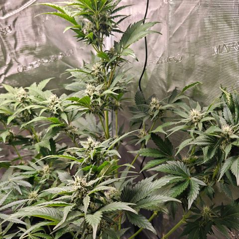 Pink Rozay Automatic growlog timeline photo
