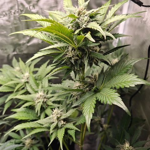 Pink Rozay Automatic growlog timeline photo