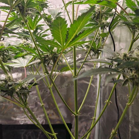 Pink Rozay Automatic growlog timeline photo