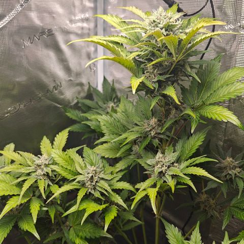 Pink Rozay Automatic growlog timeline photo