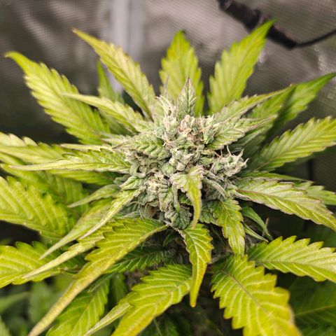 Pink Rozay Automatic growlog timeline photo