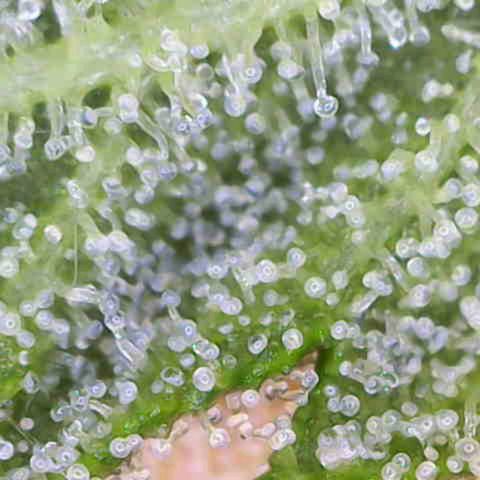 Pink Rozay Automatic growlog timeline photo