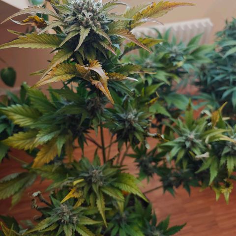 Pink Rozay Automatic growlog timeline photo
