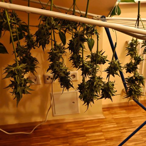 Pink Rozay Automatic growlog timeline photo