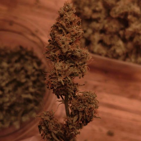 Pink Rozay Automatic growlog timeline photo
