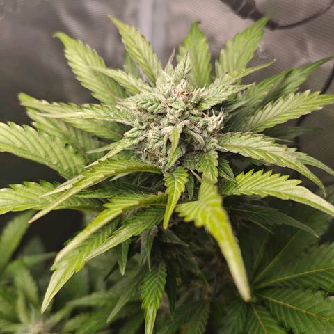 Pink Rozay Automatic growlog timeline photo