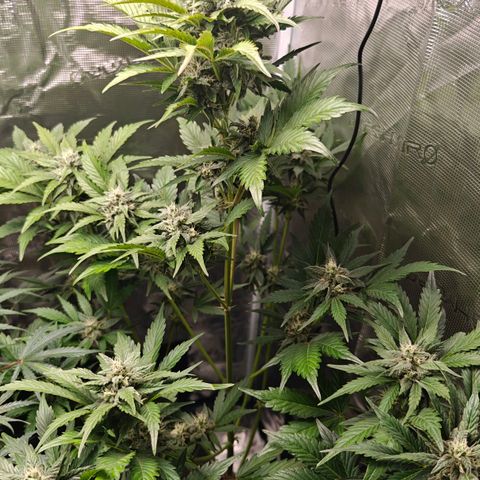 Pink Rozay Automatic growlog timeline photo