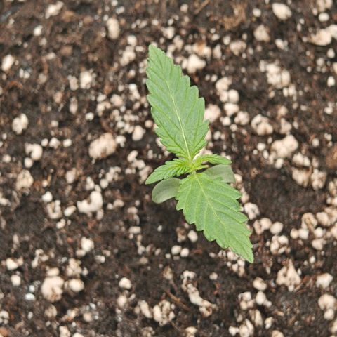 Jack Herer Automatic growlog timeline photo