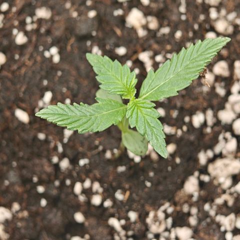 Black Orchid Automatic growlog timeline photo