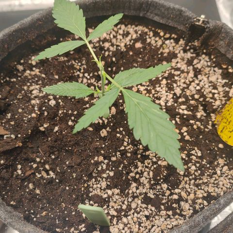 Black Orchid Automatic growlog photo: Topping