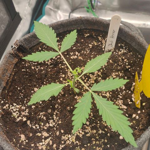 Jack Herer Automatic growlog photo: Topping