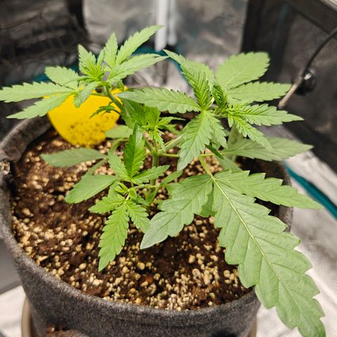 Black Orchid Automatic growlog timeline photo