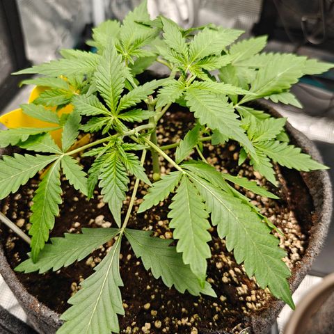 Jack Herer Automatic growlog timeline photo