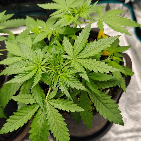 Black Orchid Automatic growlog timeline photo