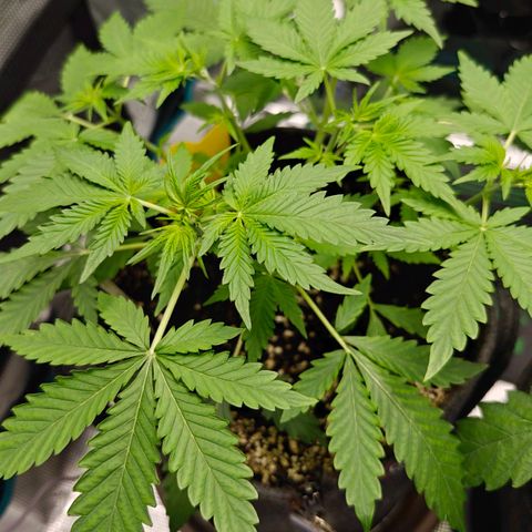 Jack Herer Automatic growlog timeline photo