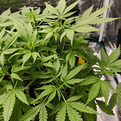 Black Orchid Automatic growlog timeline photo
