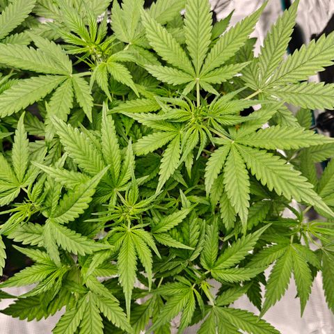 Black Orchid Automatic growlog timeline photo