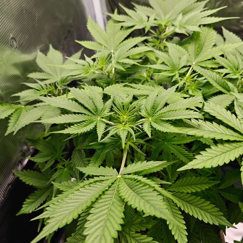 Jack Herer Automatic growlog timeline photo