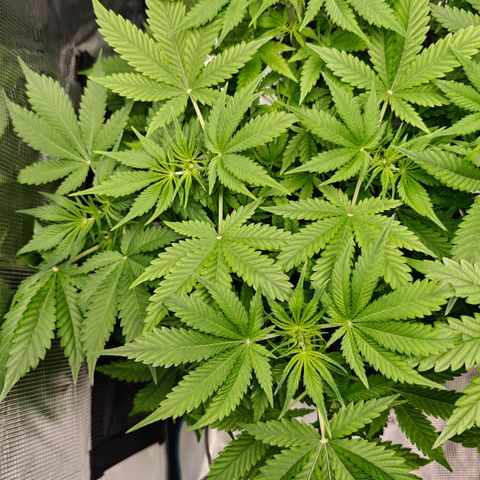 Jack Herer Automatic growlog timeline photo