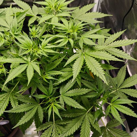 Black Orchid Automatic growlog timeline photo