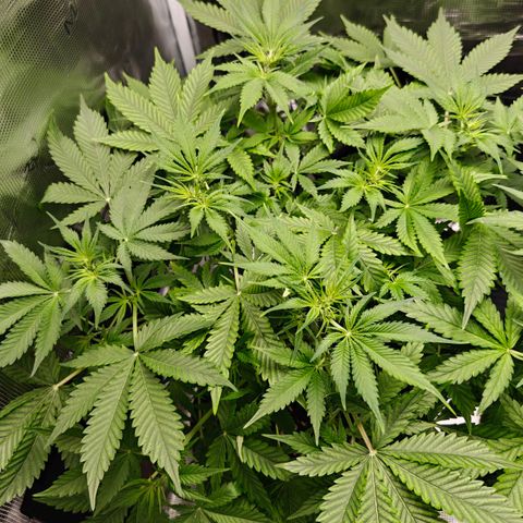 Jack Herer Automatic growlog timeline photo