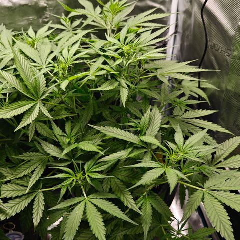 Black Orchid Automatic growlog timeline photo