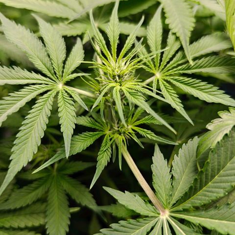 Jack Herer Automatic growlog timeline photo